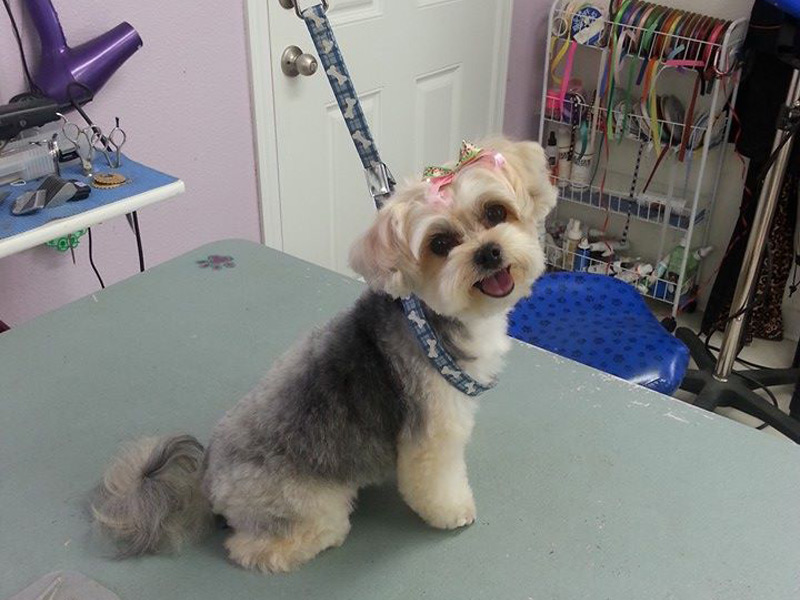 Pet Groomer Nampa ID Call Pretty Paws Grooming to Book